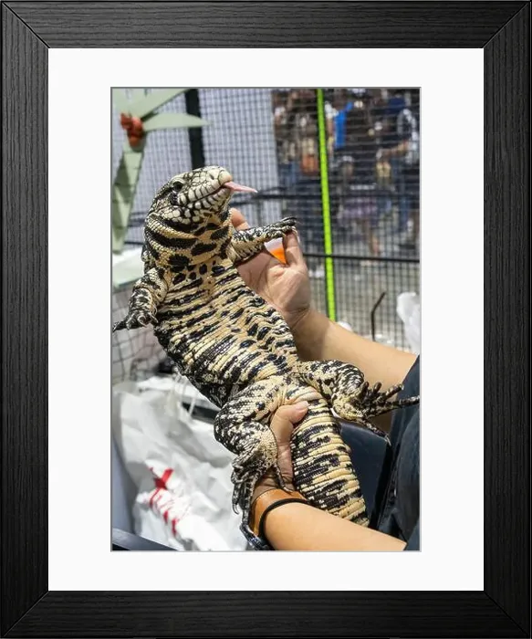 Framed Print : Black and White Tegu on people's hand Framed Print : Black and White Tegu on people's hand