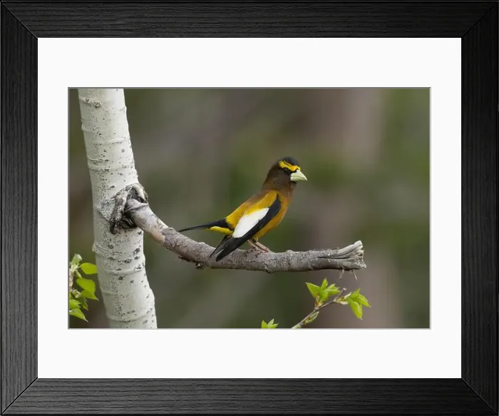 Framed Print : male Evening Grosbeak (Coccothraustes vespertinus), Sierra County California Framed Print : male Evening Grosbeak (Coccothraustes vespertinus), Sierra County California