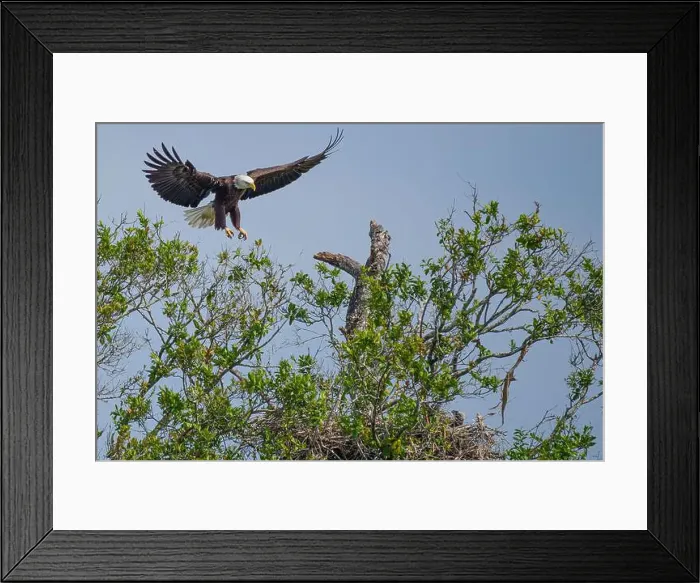 Framed Print : Bald Eagle flying to its chick in its nest Framed Print : Bald Eagle flying to its chick in its nest