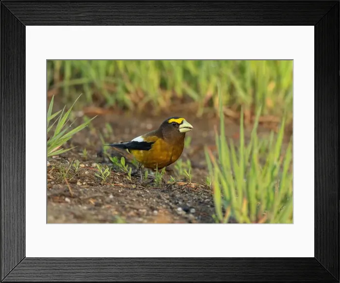 Framed Print : male Evening Grosbeak (Coccothraustes vespertinus), Sierra County California Framed Print : male Evening Grosbeak (Coccothraustes vespertinus), Sierra County California