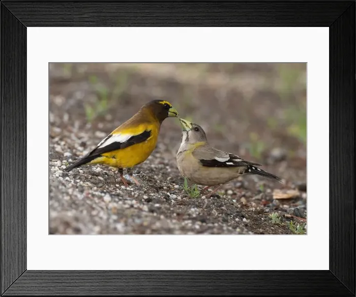 Framed Print : A pair of Evening Grosbeaks (Coccothraustes vespertinus) Framed Print : A pair of Evening Grosbeaks (Coccothraustes vespertinus)