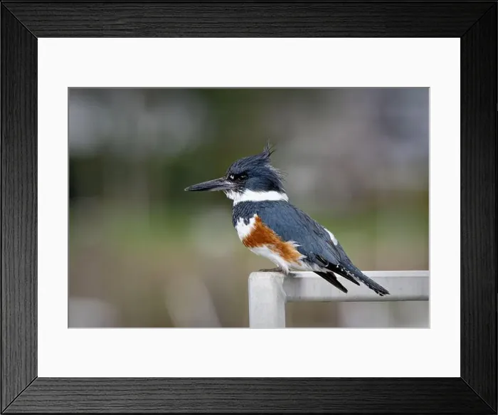 Framed Print : A kingfisher bird perched in Blaine, Washington, USA Framed Print : A kingfisher bird perched in Blaine, Washington, USA