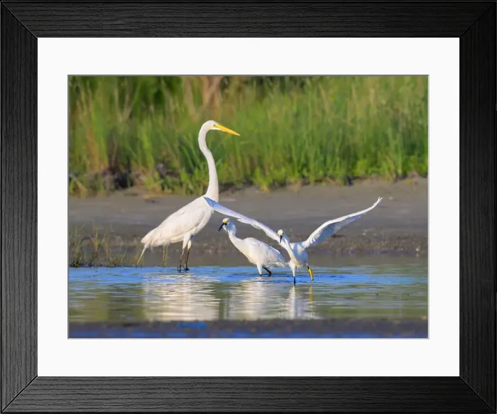 Framed Print : Snowy egrets (Egretta thula) hunting in a lagoon with open wings Framed Print : Snowy egrets (Egretta thula) hunting in a lagoon with open wings