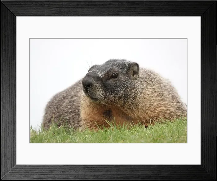 Framed Print : Yellow-bellied marmot (Marmota flaviventris), also known as rock chuck, in Washington state, USA Framed Print : Yellow-bellied marmot (Marmota flaviventris), also known as rock chuck, in Washington state, USA