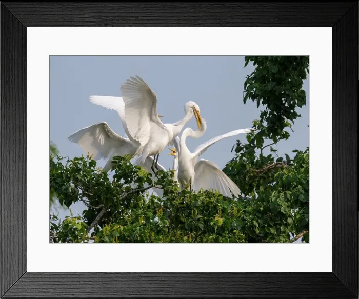 Framed Print : Great egret (Ardea alba) feeding fledglings in a tree, Houston area, Texas, USA Framed Print : Great egret (Ardea alba) feeding fledglings in a tree, Houston area, Texas, USA