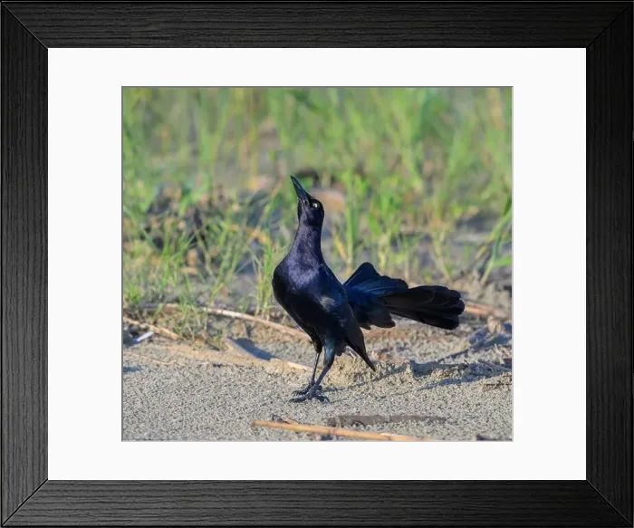 Framed Print : Great-tailed grackle (Quiscalus mexicanus) male displaying and calling at the ocean beach, Galveston, Texas, USA Framed Print : Great-tailed grackle (Quiscalus mexicanus) male displaying and calling at the ocean beach, Galveston, Texas, USA