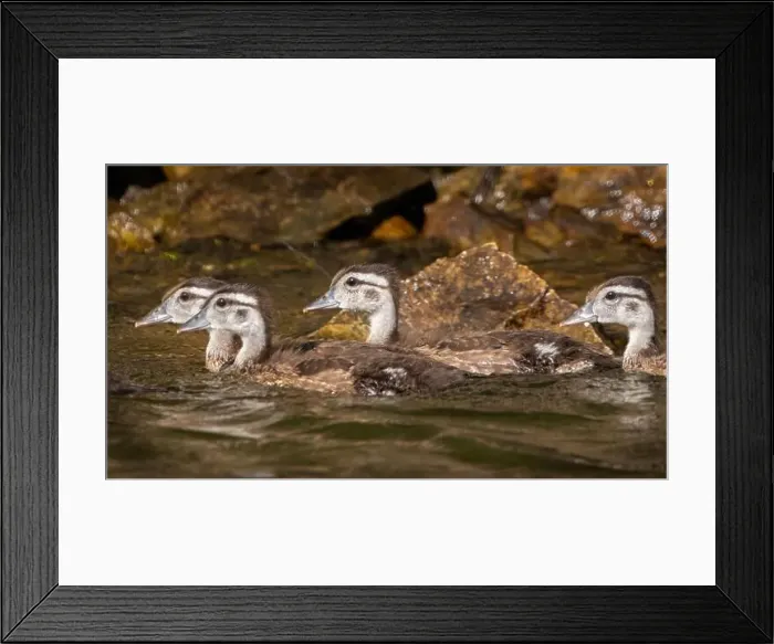 Framed Print : A few wood duck ducklins swimming along the shore Framed Print : A few wood duck ducklins swimming along the shore