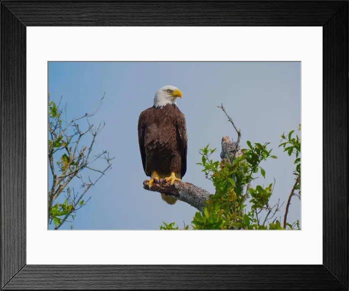 Framed Print : Bald Eagle perched on a tree branch Framed Print : Bald Eagle perched on a tree branch