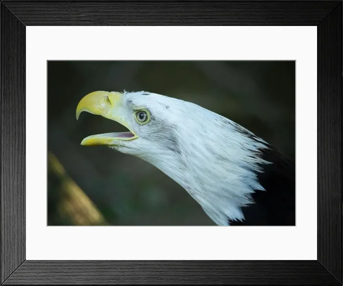Framed Print : American Bald Eagle on dark background. Left side of the birds head Framed Print : American Bald Eagle on dark background. Left side of the birds head