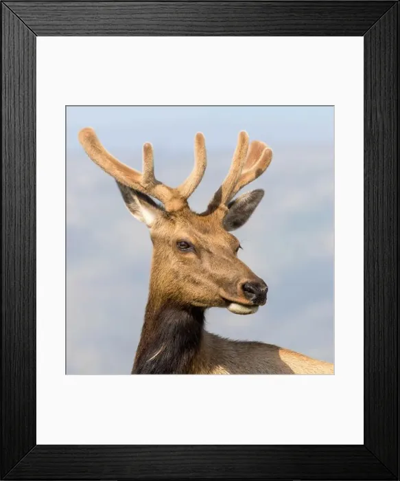 Framed Print : Tule Elk Buck Headshot Tomales Point, Point Reyes National Seashore, Marin County, California, USA Framed Print : Tule Elk Buck Headshot Tomales Point, Point Reyes National Seashore, Marin County, California, USA