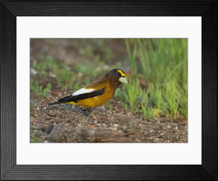 Framed Print : male Evening Grosbeak (Coccothraustes vespertinus), Sierra County California Framed Print : male Evening Grosbeak (Coccothraustes vespertinus), Sierra County California