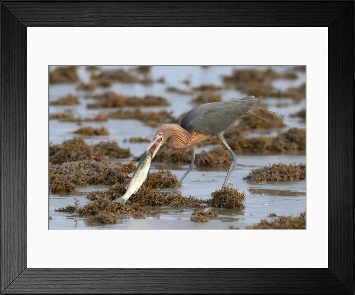 Framed Print : Reddish egret (Egretta rufescens) with caught fish at the ocean beach among piles of Sargassum seaweeds Framed Print : Reddish egret (Egretta rufescens) with caught fish at the ocean beach among piles of Sargassum seaweeds
