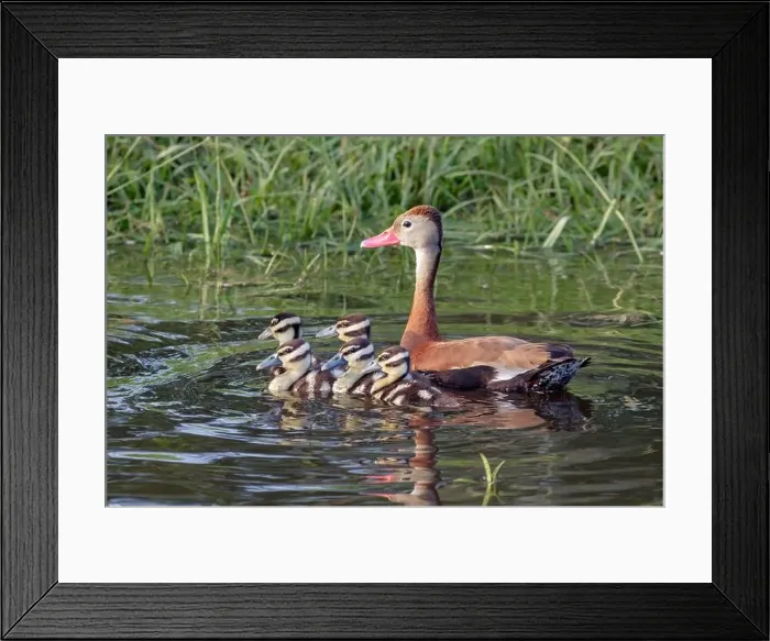 Framed Print : Black-bellied whistling ducks (Dendrocygna autumnalis) female with ducklings, Houston area, Texas, USA Framed Print : Black-bellied whistling ducks (Dendrocygna autumnalis) female with ducklings, Houston area, Texas, USA