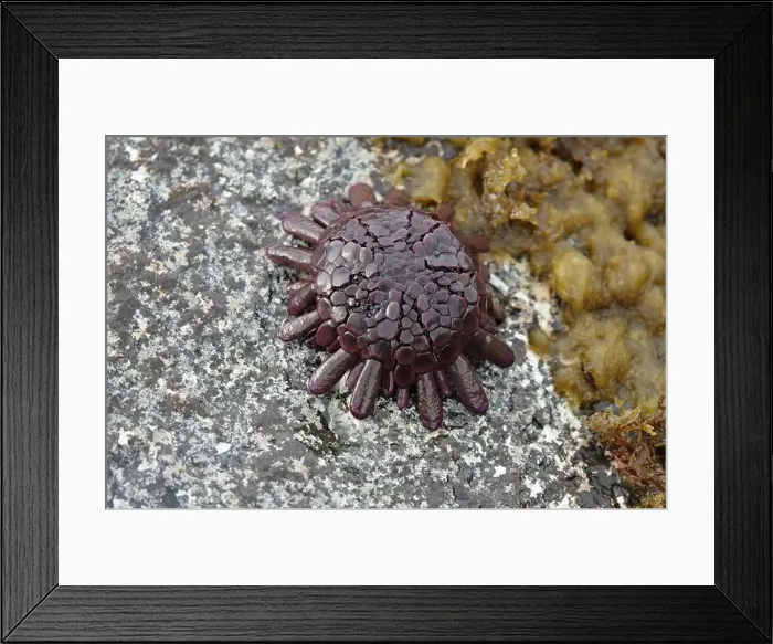 Framed Print : A purple / deep maroon shingle (aka helmet) Framed Print : A purple / deep maroon shingle (aka helmet)