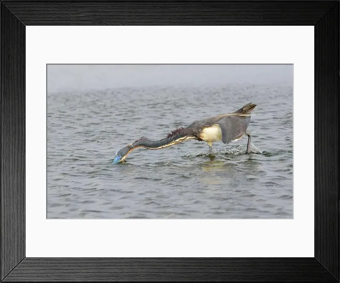 Framed Print : Tricolored heron (Egretta tricolor) hunting in shallow water along the ocean coast, Galveston, Texas, USA Framed Print : Tricolored heron (Egretta tricolor) hunting in shallow water along the ocean coast, Galveston, Texas, USA