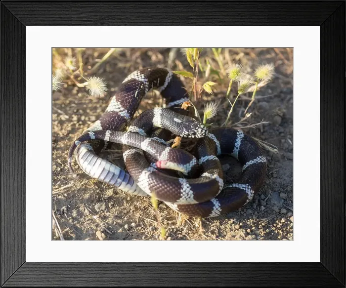 Framed Print : California Kingsnake adult in defensive pose with everted vent and rattling tail Framed Print : California Kingsnake adult in defensive pose with everted vent and rattling tail