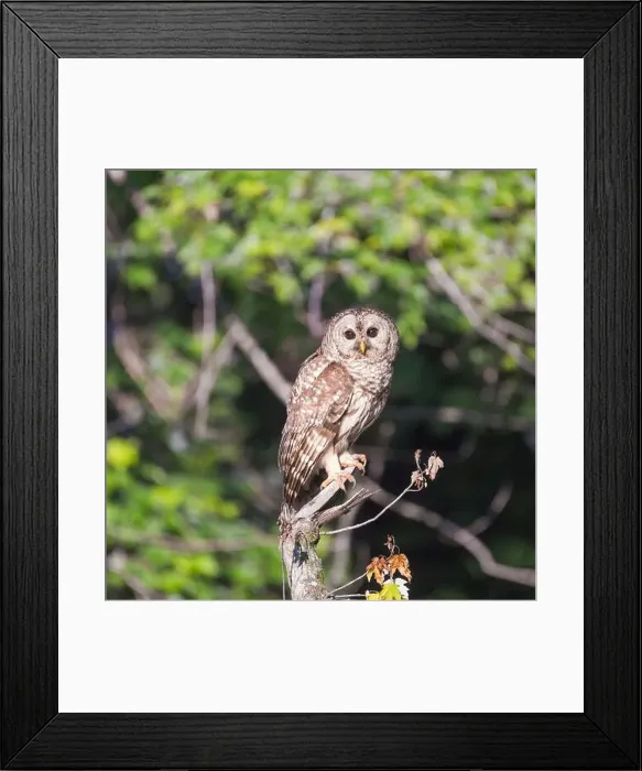 Framed Print : Juvenile Northern Barred owl (Strix varia) posing on a dry tree branch Framed Print : Juvenile Northern Barred owl (Strix varia) posing on a dry tree branch
