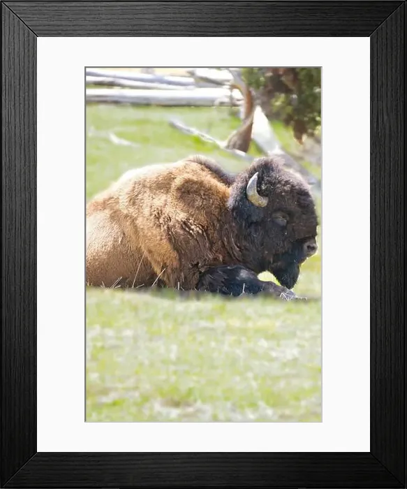 Framed Print : Bison in the meadow in Yellowstone national Park in Wyoming, USA Framed Print : Bison in the meadow in Yellowstone national Park in Wyoming, USA