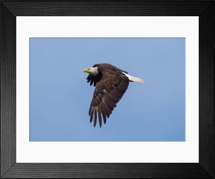 Framed Print : Bald Eagle flying Framed Print : Bald Eagle flying