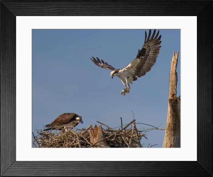 Framed Print : A male osprey bringing a black crappie to the nest