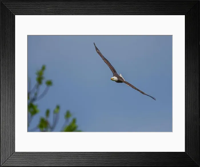 Framed Print : Bald Eagle flying Framed Print : Bald Eagle flying