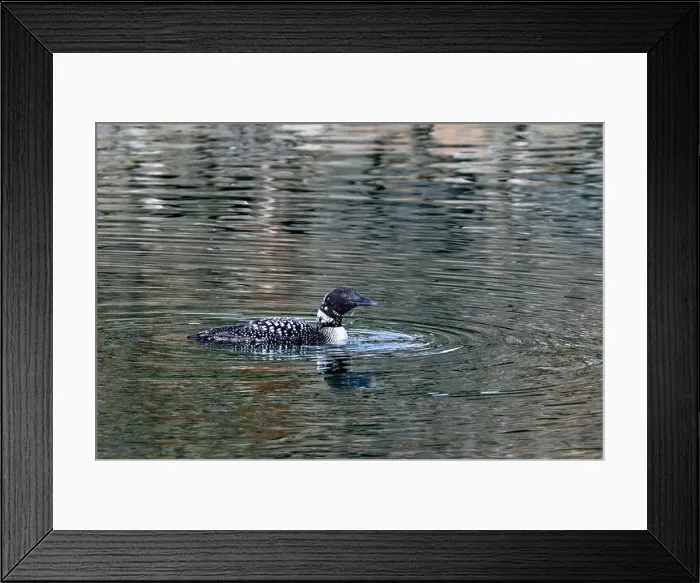 Framed Print : A common loon gliding on a lake in Blaine, WA, USA Framed Print : A common loon gliding on a lake in Blaine, WA, USA