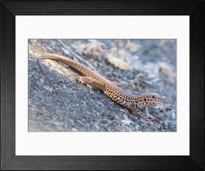 Framed Print : California Whiptail Lizard, Adult. Stevens Creek County Park, Santa Clara County, California, USA Framed Print : California Whiptail Lizard, Adult. Stevens Creek County Park, Santa Clara County, California, USA