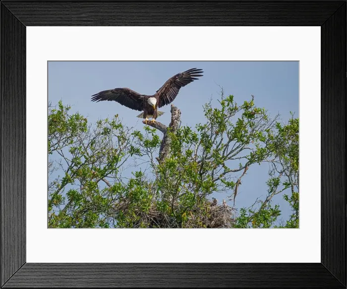 Framed Print : Bald Eagle flying to its chick in its nest Framed Print : Bald Eagle flying to its chick in its nest