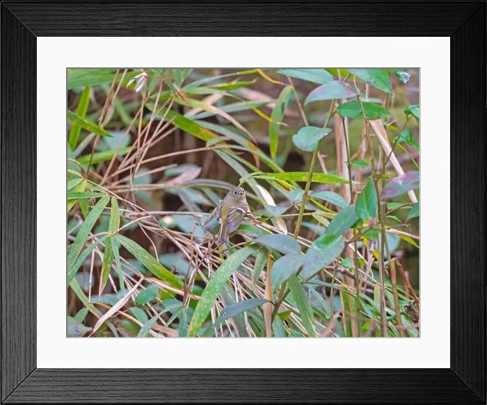 Framed Print : A Ruby Crowned Kinglet in the Woods in Congaree National Park in South Carolina Framed Print : A Ruby Crowned Kinglet in the Woods in Congaree National Park in South Carolina