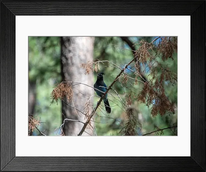 Framed Print : Steller's Jay (Cyanocitta stelleri) Framed Print : Steller's Jay (Cyanocitta stelleri)