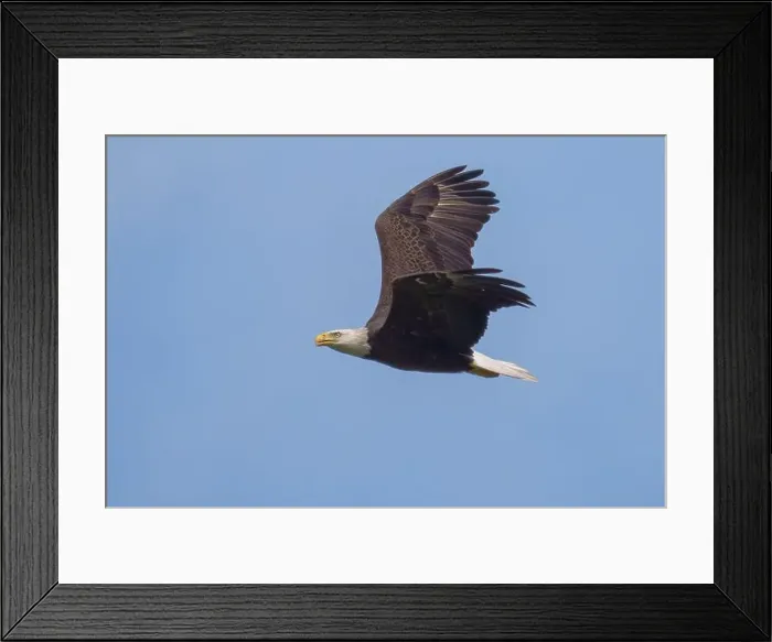 Framed Print : Bald Eagle flying Framed Print : Bald Eagle flying