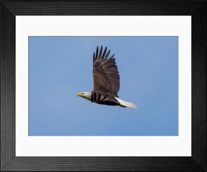 Framed Print : Bald Eagle flying Framed Print : Bald Eagle flying
