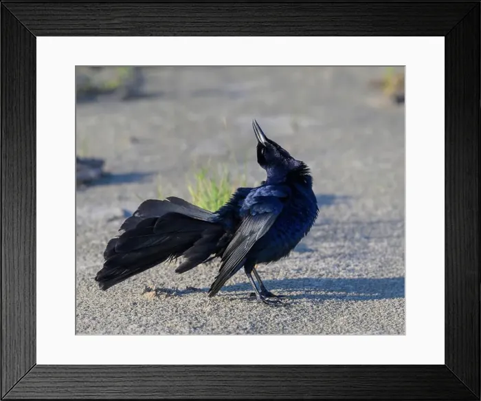 Framed Print : Great-tailed grackle (Quiscalus mexicanus) male displaying and calling at the ocean beach, Galveston, Texas, USA Framed Print : Great-tailed grackle (Quiscalus mexicanus) male displaying and calling at the ocean beach, Galveston, Texas, USA