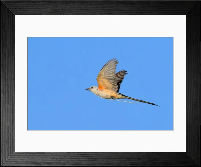 Framed Print : Scissor-tailed flycatcher (Tyrannus forficatus) flying with a piece of rope collected as the nesting material Framed Print : Scissor-tailed flycatcher (Tyrannus forficatus) flying with a piece of rope collected as the nesting material