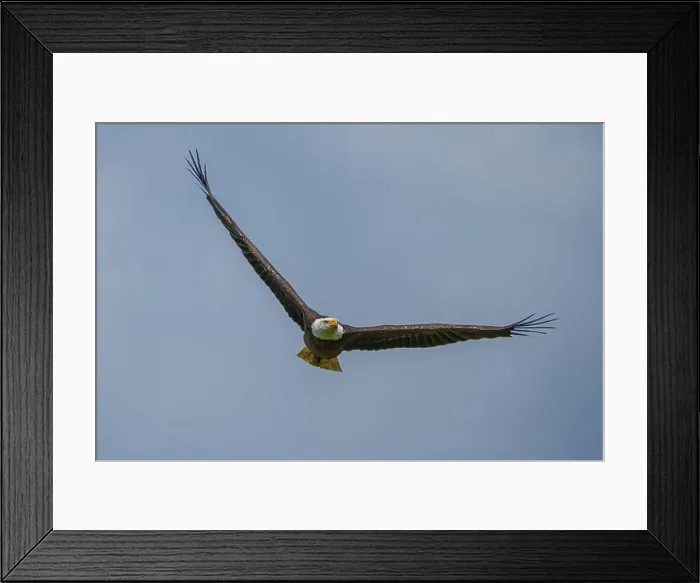 Framed Print : Bald Eagle flying Framed Print : Bald Eagle flying