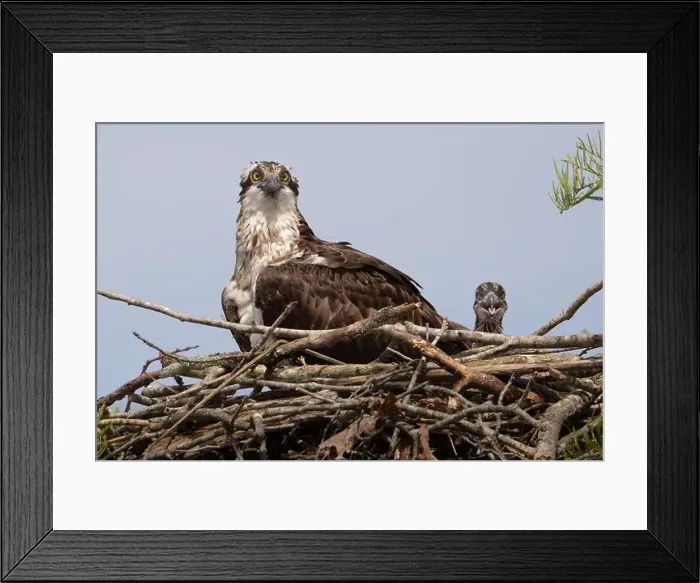 Framed Print : A monther osprey keeping watch over her chicks Framed Print : A monther osprey keeping watch over her chicks