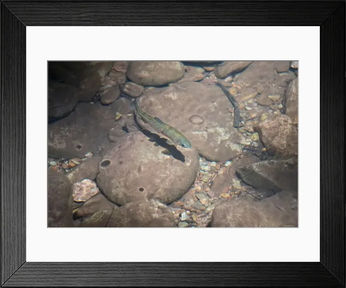 Framed Print : Rainbow Trout (Oncorhynchus mykiss) Framed Print : Rainbow Trout (Oncorhynchus mykiss)