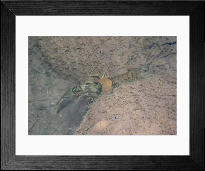 Framed Print : Crawdad in a freshwater creek Framed Print : Crawdad in a freshwater creek