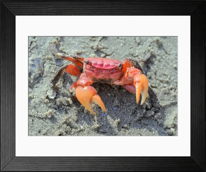 Framed Print : Squareback marsh crab (Armases cinereum) at the ocean beach, Galveston, Texas, USA Framed Print : Squareback marsh crab (Armases cinereum) at the ocean beach, Galveston, Texas, USA