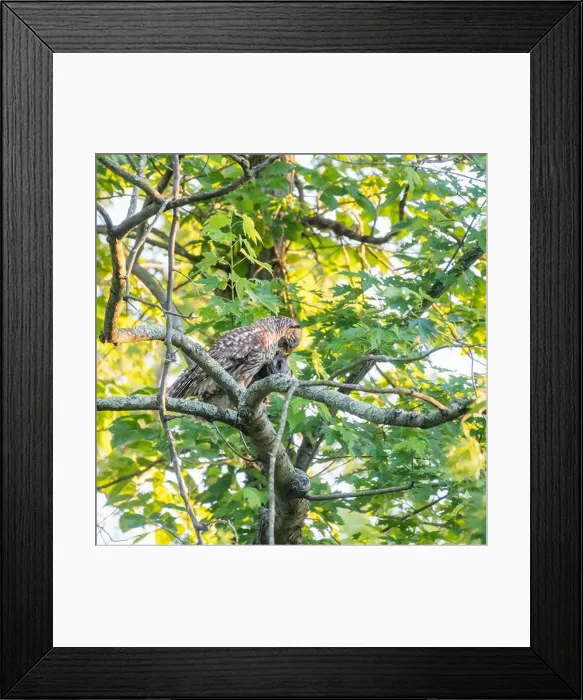 Framed Print : A Barred owl (Strix varia) feeding its owlet. Chesapeake and Ohio Canal National Historical Park. Maryland. USA Framed Print : A Barred owl (Strix varia) feeding its owlet. Chesapeake and Ohio Canal National Historical Park. Maryland. USA