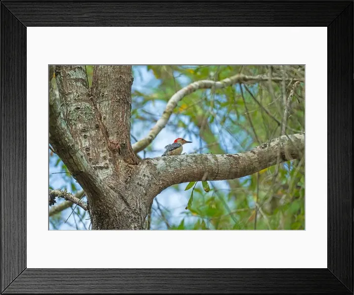 Framed Print : A Red Bellied Woodpecker in a Forest in the Big Thicket National Preserve in Texas Framed Print : A Red Bellied Woodpecker in a Forest in the Big Thicket National Preserve in Texas