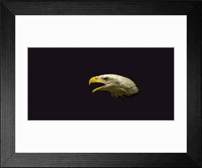 Framed Print : Profile of an American bald eagle with dark background Framed Print : Profile of an American bald eagle with dark background