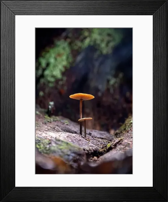 Framed Print : Two delicate gilled mushrooms - DuPont State Recreational Forest - Cedar Mountain, near Brevard, North Carolina, USA Framed Print : Two delicate gilled mushrooms - DuPont State Recreational Forest - Cedar Mountain, near Brevard, North Carolina, USA