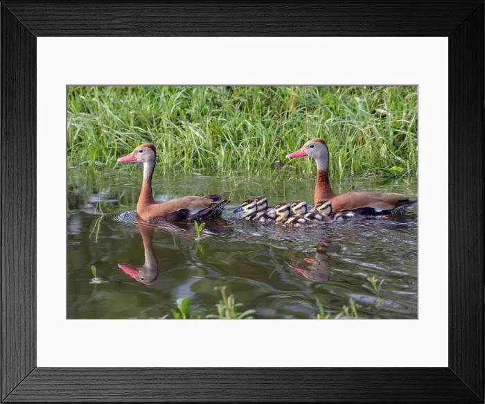 Framed Print : Black-bellied whistling ducks (Dendrocygna autumnalis) family with ducklings, Houston area, Texas, USA Framed Print : Black-bellied whistling ducks (Dendrocygna autumnalis) family with ducklings, Houston area, Texas, USA