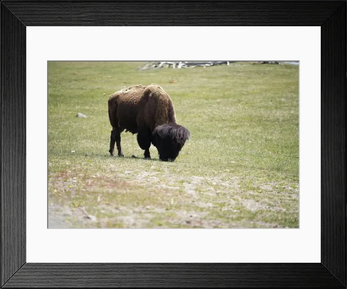 Framed Print : Bison in the meadow in Yellowstone national Park in Wyoming, USA Framed Print : Bison in the meadow in Yellowstone national Park in Wyoming, USA