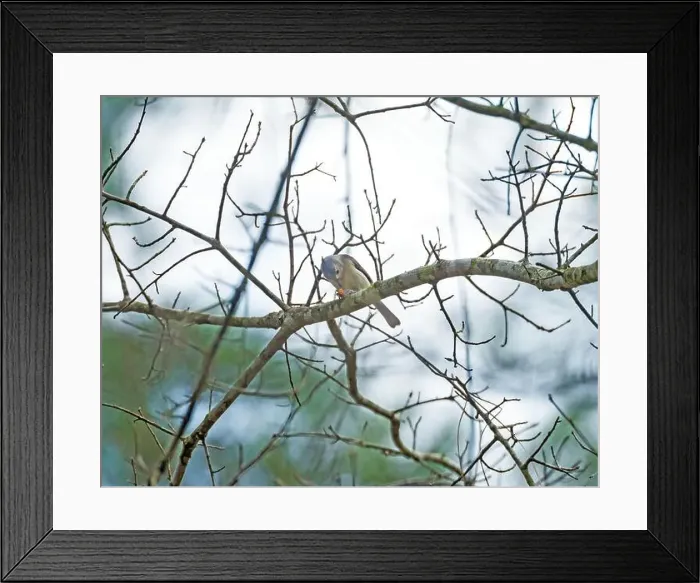 Framed Print : A Tufted Titmouse Feeding in the Forest in Big Thicket National Preserve in Texas Framed Print : A Tufted Titmouse Feeding in the Forest in Big Thicket National Preserve in Texas