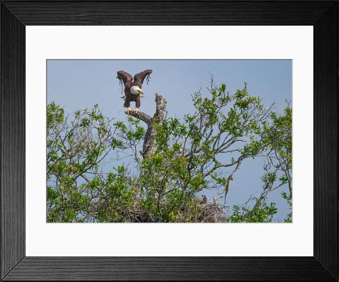 Framed Print : Bald Eagle flying to its chick in its nest Framed Print : Bald Eagle flying to its chick in its nest