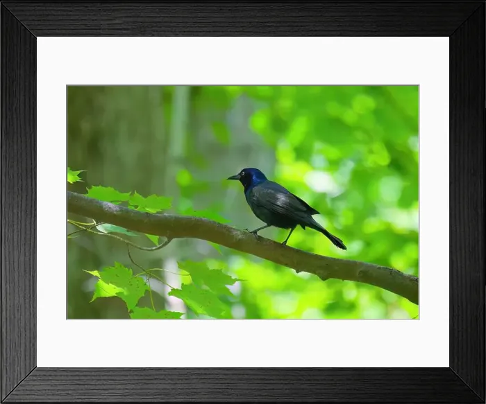 Framed Print : The common grackle (Quiscalus quiscula) is a bird found in large numbers through much of North America Framed Print : The common grackle (Quiscalus quiscula) is a bird found in large numbers through much of North America