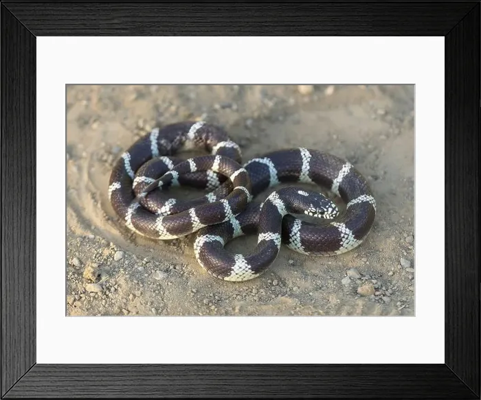 Framed Print : California Kingsnake adult in defensive posture rattling the tail Framed Print : California Kingsnake adult in defensive posture rattling the tail