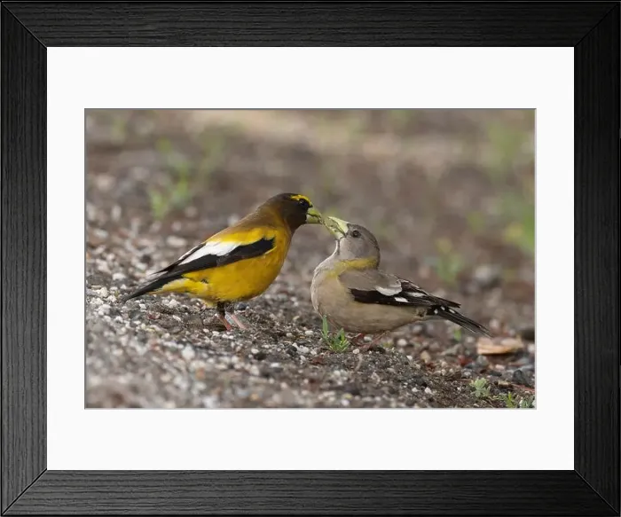 Framed Print : A pair of Evening Grosbeaks (Coccothraustes vespertinus)